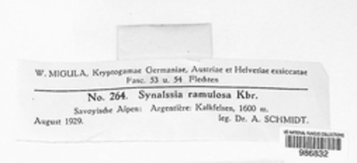 Lichinaceae image